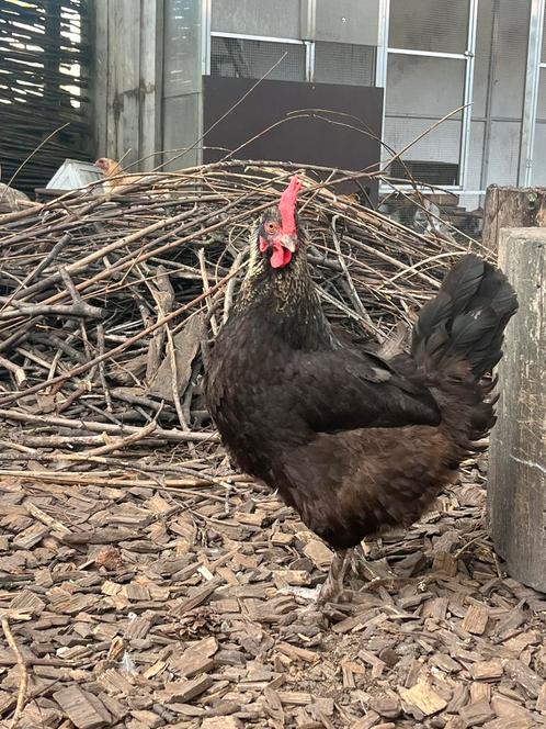 Kippen, Dieren en Toebehoren, Pluimvee