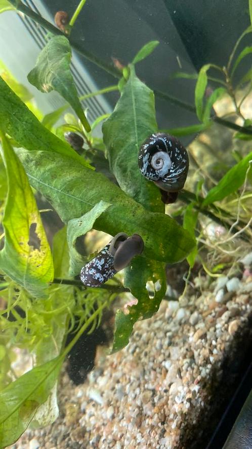 Hey ik verkoop ramshoorn snails van verschillende kleuren !!, Dieren en Toebehoren, Vissen | Aquariumvissen