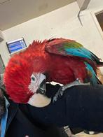 Jonge ara groenvleugel 5 maanden, Dieren en Toebehoren, Meerdere dieren