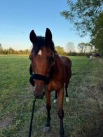 Ruin te koop, Dieren en Toebehoren, Paarden, Ruin, Niet van toepassing, Gechipt, 11 jaar of ouder