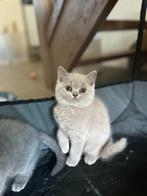 Britse korthaar kitten, Dieren en Toebehoren, Poes, Gechipt, 0 tot 2 jaar