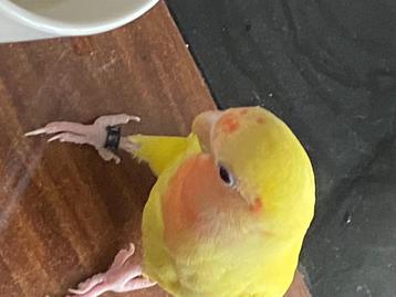 Tam Vogel beschikbaar voor biedingen