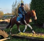 Zeer lieve bonte sportpony, Dieren en Toebehoren, E pony (1.48m - 1.57m), B, Gechipt, Ruin