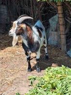 Livre à vendre, Animaux & Accessoires, Moutons, Chèvres & Cochons