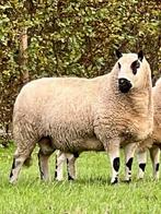 Stamboek Kerry Hill Ram ‘21, Mannelijk, Schaap, 3 tot 5 jaar