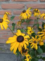 Rudbeckia Fulgida, Tuin en Terras, Ophalen