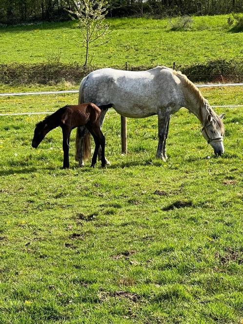 PRE fokmerrie APTA gekeurd, Dieren en Toebehoren, Paarden en Pony's | Dekhengsten en Fokmerries, Merrie