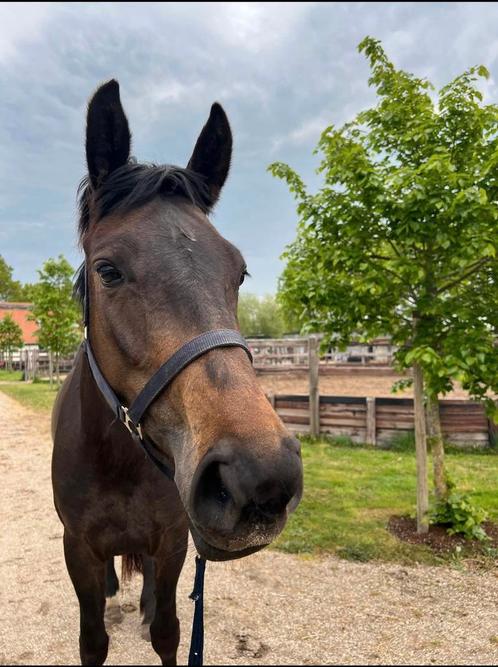 Leuke merrie te koop, Dieren en Toebehoren, Paarden en Pony's | Overige Paardenspullen, Ophalen of Verzenden