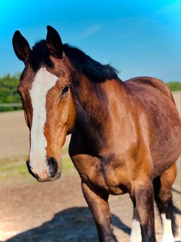 Halve stal gezocht, Dieren en Toebehoren, Paarden, Ruin