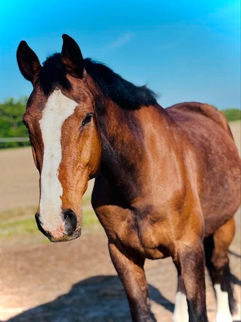 Halve stal gezocht, Dieren en Toebehoren, Paarden, Ruin