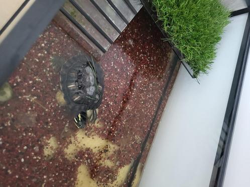 Waterschildpad, Dieren en Toebehoren, Reptielen en Amfibieën, Schildpad, 7 tot 10 jaar, Met terrarium, Tam