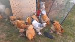 Kippen, Dieren en Toebehoren, Pluimvee