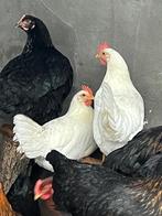 Witte Leghorn ( legkip), Dieren en Toebehoren, Pluimvee, Kip