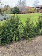 Taxus, Tuin en Terras, Ophalen, Taxus