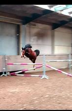 3jarige ruin, Dieren en Toebehoren, Paarden, Springpaard, Gechipt, Ruin, 3 tot 6 jaar