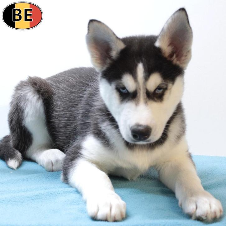 Siberische Husky pups te koop (Belgisch), Dieren en Toebehoren, Honden | Poolhonden, Keeshonden en Oertypen, Meerdere dieren, Overige rassen