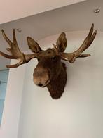 Grote Eland / moose in goede straat, Ophalen, Zo goed als nieuw