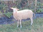 Belgisch melkschaap ooi
