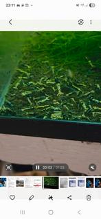 Crevette galaxy fhisbone