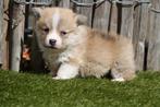 Prachtige Welsh corgi Pembroke pups, Dieren en Toebehoren, België, Overige rassen, CDV (hondenziekte), 8 tot 15 weken