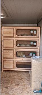 Caviaflat - cavia hokken, Enlèvement, Cobaye