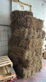 Kleine stro botten, Mars, Mâle