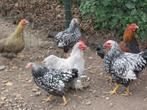 Wyandotte krielen, Dieren en Toebehoren, Meerdere dieren, Kip