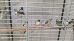 gouldamadines, Meerdere dieren, Tropenvogel