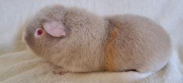 Schattige US teddy cavia, Dieren en Toebehoren, Knaagdieren, Mannelijk, Cavia
