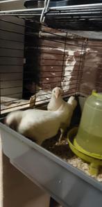 KIPPEN, Mannelijk, Kip