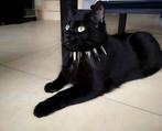 Black Panther kattenhalsband, Ophalen of Verzenden