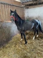 Pony, Onbeleerd, 3 tot 6 jaar, Recreatiepony