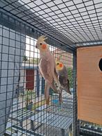 Koppel valkparkieten te koop., Meerdere dieren, Parkiet