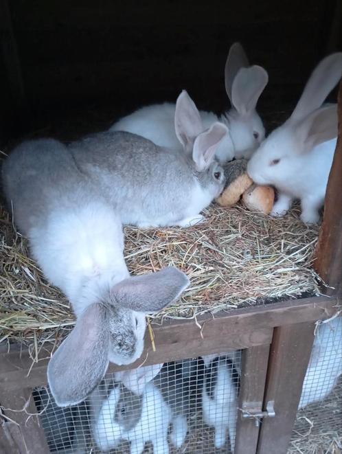 Duitse reuzen voedsters te koop, Dieren en Toebehoren, Konijnen, Meerdere dieren