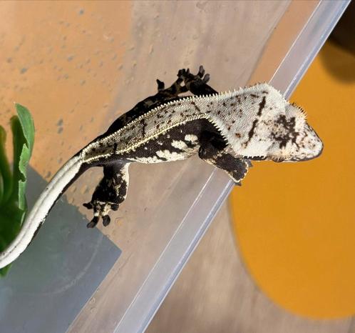 Wimpergekko met terrarium, Dieren en Toebehoren, Reptielen en Amfibieën, Met terrarium