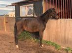 Brave welsh nwr ruin! Super gefokt!, Dieren en Toebehoren, B, Ruin, C pony (1.27m tot 1.37m), 7 tot 10 jaar
