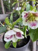Helleborus Pretty Ellen White Spotted, Jardin & Terrasse, Plantes | Jardin, Enlèvement, Mi-ombre