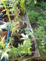 Valeriaan plant, Tuin en Terras, Planten | Tuinplanten, Ophalen, Vaste plant, Kruiden, Volle zon