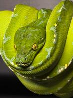 Morelia viridis sorong, Animaux & Accessoires, Reptiles & Amphibiens, Serpent, Domestique, 0 à 2 ans