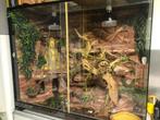 Groot Terrarium + 2 korenslangen (enkel afhalen), Dieren en Toebehoren, Reptielen en Amfibieën | Toebehoren, Ophalen, Zo goed als nieuw