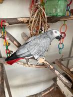 Grijzeroodstaart, Dieren en Toebehoren, Vogels | Parkieten en Papegaaien, Vrouwelijk, Papegaai, Pratend