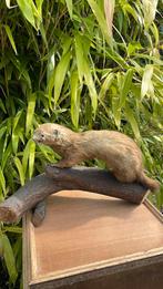 Taxidermie hermelijn, Ophalen