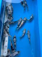 Nouveau Tosai : Shiro Utsuri 17-22 cm, Carpe ou Koï