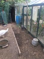 Marans kippen te koop van. Maard. 2024, Dieren en Toebehoren, Pluimvee, Vrouwelijk