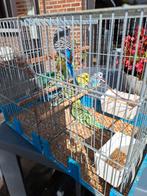 Grasparkieten, Dieren en Toebehoren, Vogels | Parkieten en Papegaaien