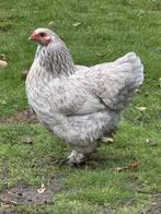 Brahma kriel hen, Dieren en Toebehoren, Pluimvee