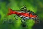Barbus Odessa, Dieren en Toebehoren, Vissen | Aquariumvissen, Vis, Zoetwatervis