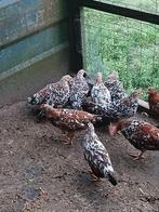 Broedeieren leghorn porselein, Dieren en Toebehoren, Pluimvee, Geslacht onbekend, Kip