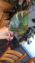 philodendron red anderson, Ophalen of Verzenden
