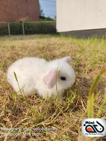 Baby minilop konijn ram met blauwe ogen (transport mogelijk)